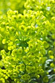 EUPHORBIA CHARACIAS BLACK PEARL