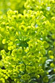 EUPHORBIA CHARACIAS BLACK PEARL