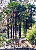 TRACHYCARPUS FORTUNEI (CHUSAN FAN,  WINDMILL PALM) WEST DEAN GARDEN