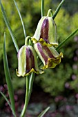 FRITILLARIA ACMOPETALA