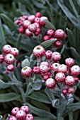 HELICHRYSUM RUBY CLUSTER (BLORUB)