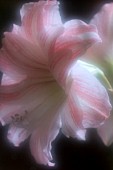 HIPPEASTRUM THE CLOWN