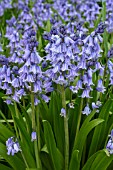 HYACINTHOIDES HISPANICA EXCELSIOR