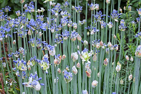 AGAPANTHUS_AFRICANUS