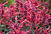 AGASTACHE KUDOS CORAL