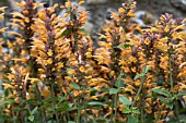 AGASTACHE KUDOS GOLD