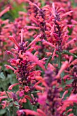 AGASTACHE KUDOS CORAL