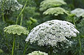 AMMI VISNAGA