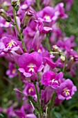 ANTIRRHINUM PRETTY IN PINK