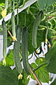 CUCUMIS SATIVUS CARMEN F1