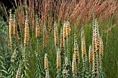 DIGITALIS FERRUGINEA