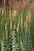 DIGITALIS FERRUGINEA