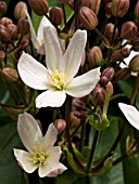 CLEMATIS ARMANDII APPLE BLOSSOM