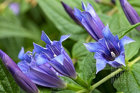 GENTIANA_ASCLEPIADEA