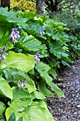 HOSTA SUM & SUBSTANCE WITH DERMERA PELTATA