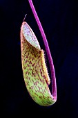 NEPENTHES MAXIMA