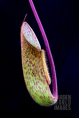 NEPENTHES_MAXIMA