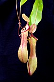 NEPENTHES VENTRICOSA