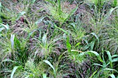 PANNICUM ELEGANS FROSTED EXPLOSION