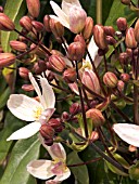 CLEMATIS ARMANDII APPLE BLOSSOM