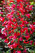 SALVIA COCCINEA SUMMER JEWEL RED