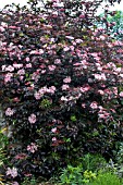 SAMBUCUS NIGRA GUINCHO PURPLE