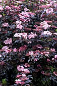 SAMBUCUS NIGRA GUINCHO PURPLE