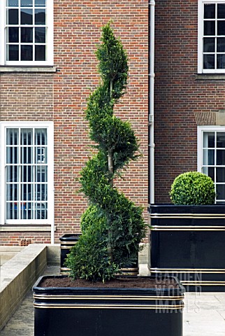 SPIRAL_CONIFER_TOPIARY_IN_FRONT_OF_HOUSE