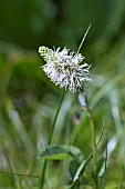 SANGUISORBA CANADENSIS