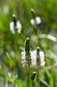 SANGUISORBA CANADENSIS