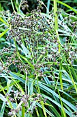 SCIRPUS LACUSTRIS