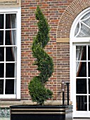 SPIRAL CONIFER TOPIARY IN FRONT OF HOUSE