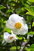 STEWARTIA PSEUDOCAMELLIA