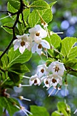 STYRAX JAPONICUS