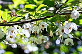 STYRAX JAPONICUS