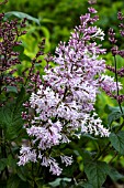 SYRINGA SWEGINZOWII