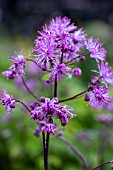 THALICTRUM BLACK STOCKINGS