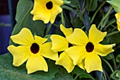 THUNBERGIA ALATA LEMON STAR