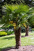 TRACHYCARPUS FORTUNEI