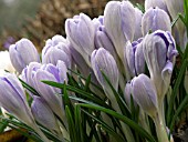 CROCUS (LARGE FLOWERED DUTCH)