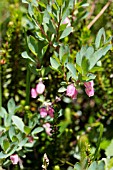 VACCINIUM ULIGINOSUM