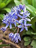 SCILLA BIFOLIA