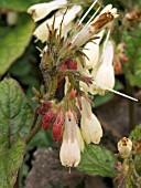 SYMPHYTUM GRANDIFLORUM (COMFREY)