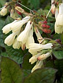 SYMPHYTUM GRANDIFLORUM (COMFREY)