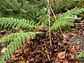 WINTER PROTECTION (LEAF MULCH)