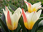 TULIPA GREIGII DONNA BELLA