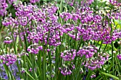 ALLIUM CERNUUM