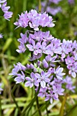 ALLIUM UNIFLORA