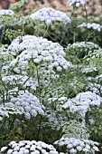 AMMI MAJUS