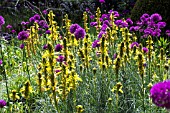 ASPHODELINE LUTEA & ALLIUM HOLLANDICUM